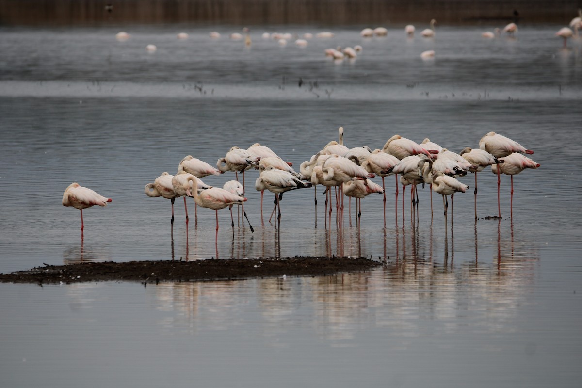 Greater Flamingo - Randy Maharaj