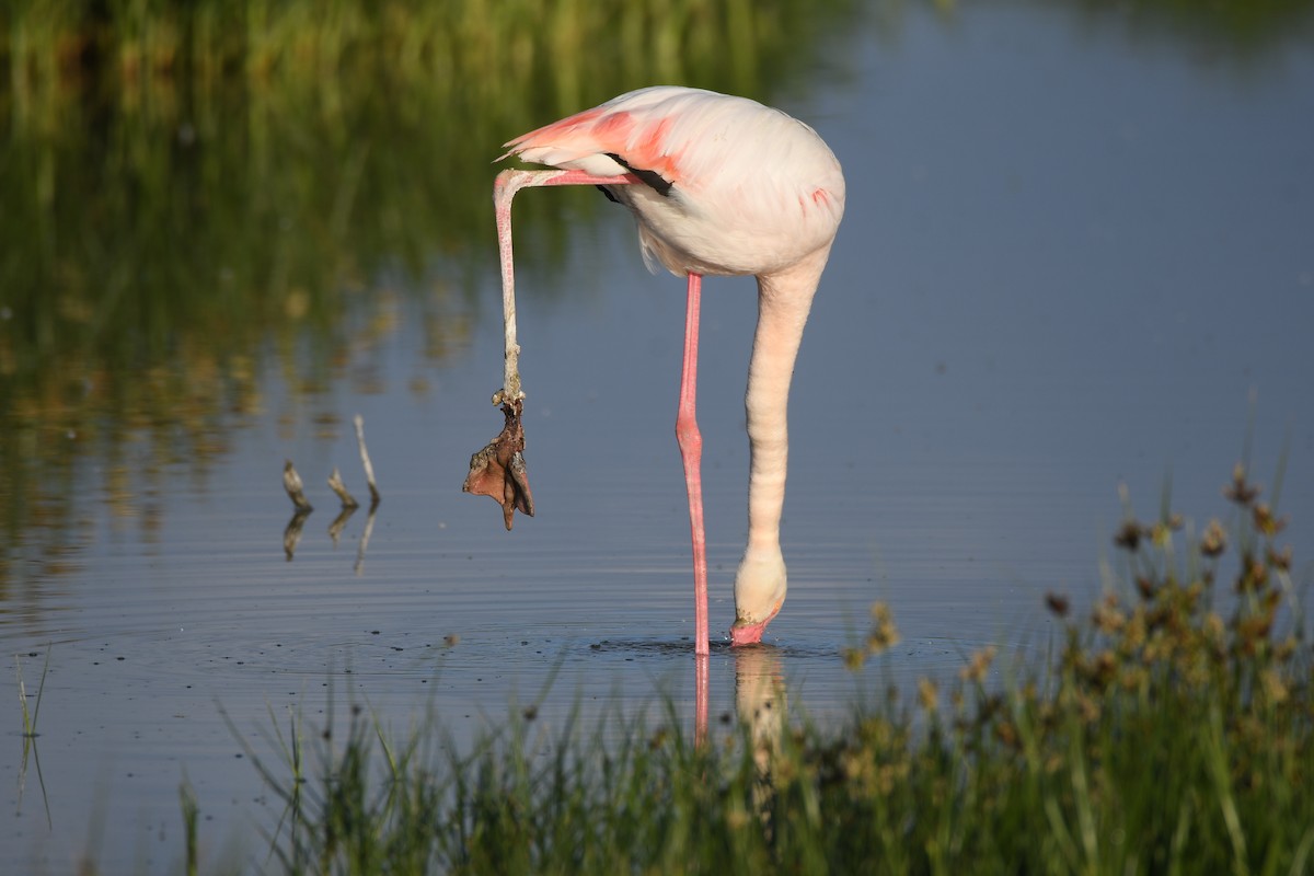 Greater Flamingo - Santiago Caballero Carrera