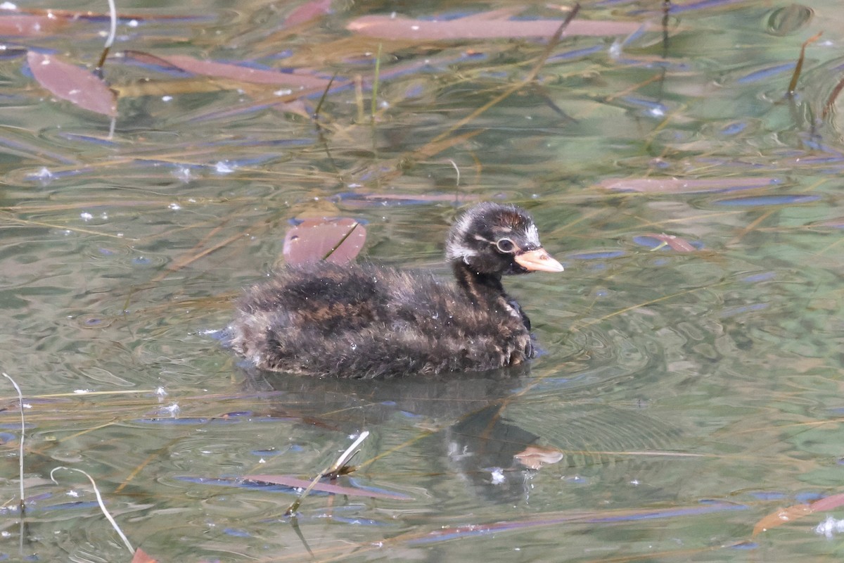 Little Grebe - ML619337972