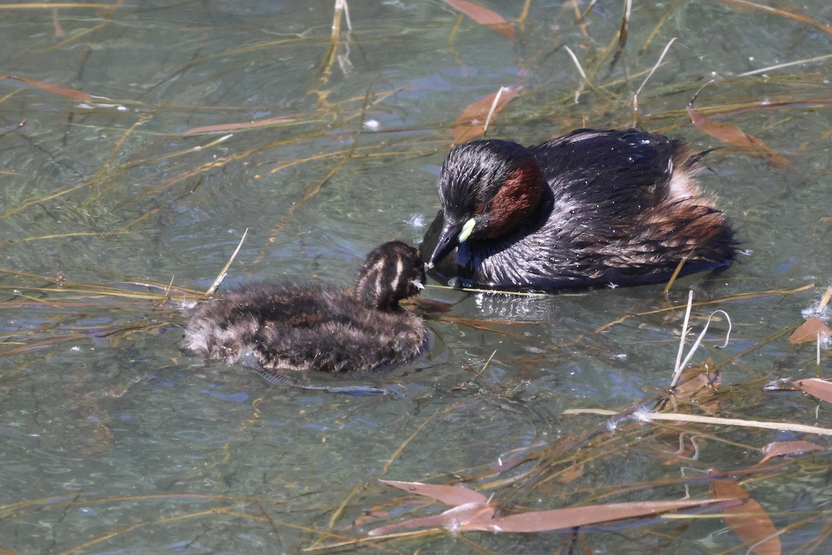 Little Grebe - ML619337974