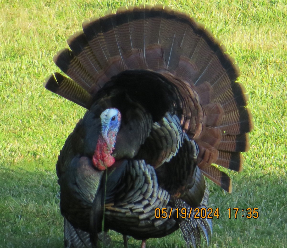 Wild Turkey - ML619337975