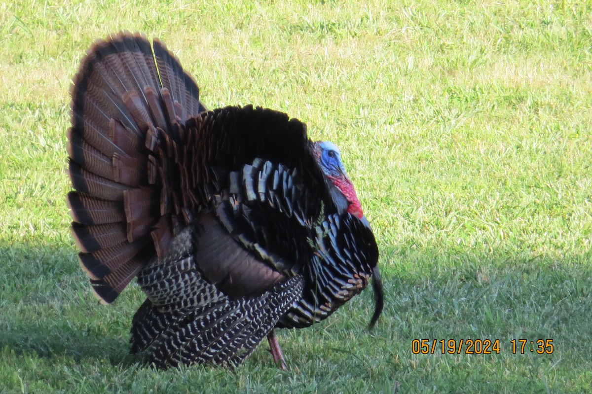 Wild Turkey - ML619337976
