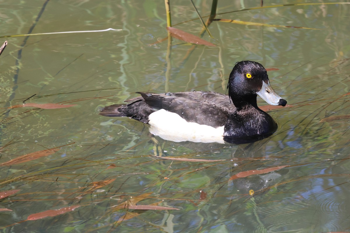 Tufted Duck - Mathias Leiser