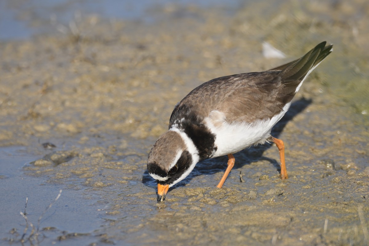 Common Ringed Plover - ML619337980