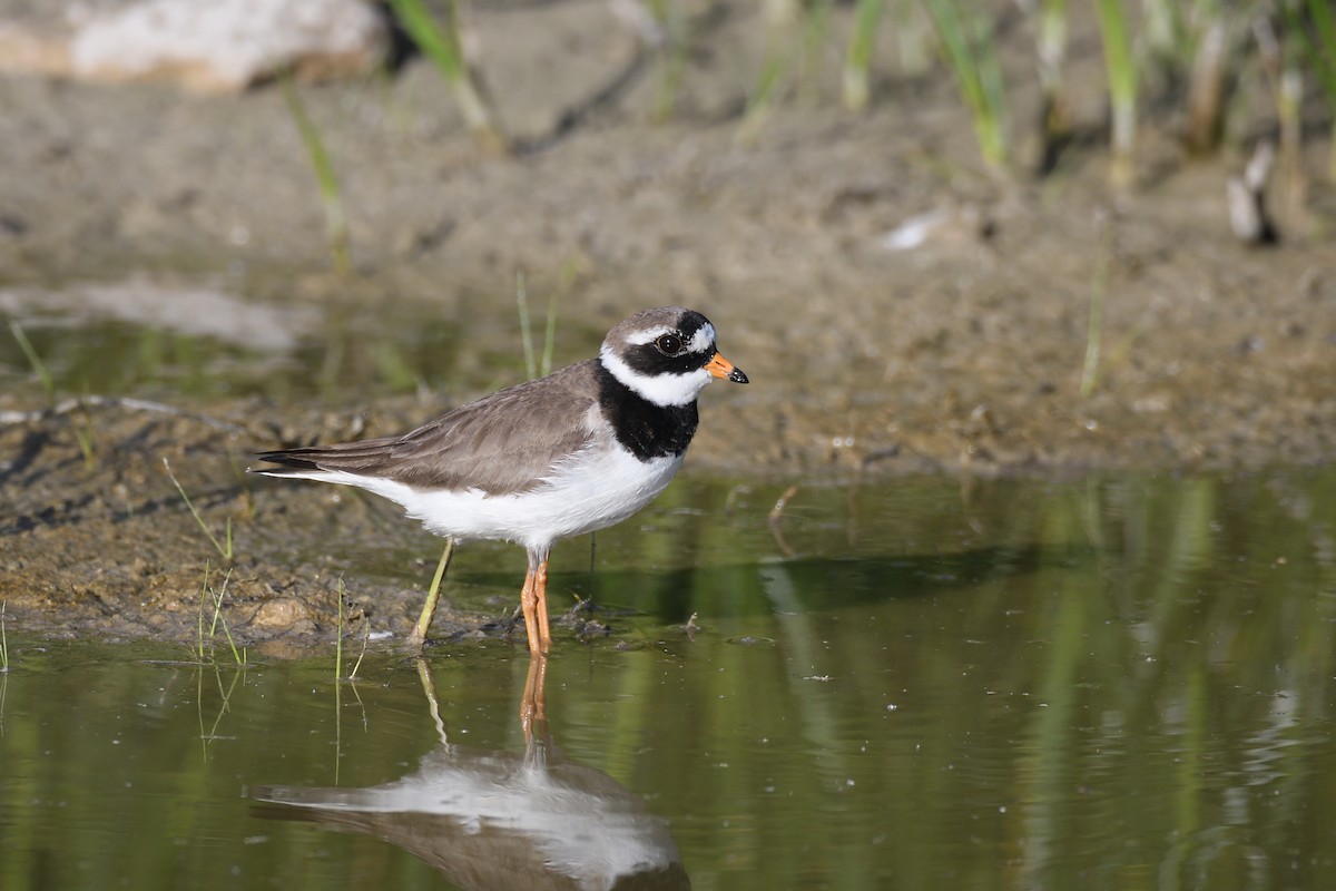 Common Ringed Plover - ML619337981