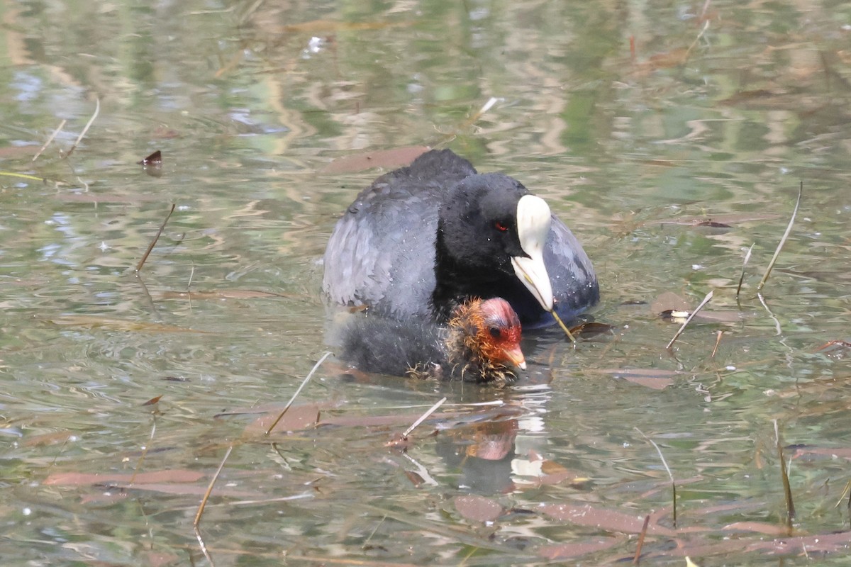 Eurasian Coot - ML619337986