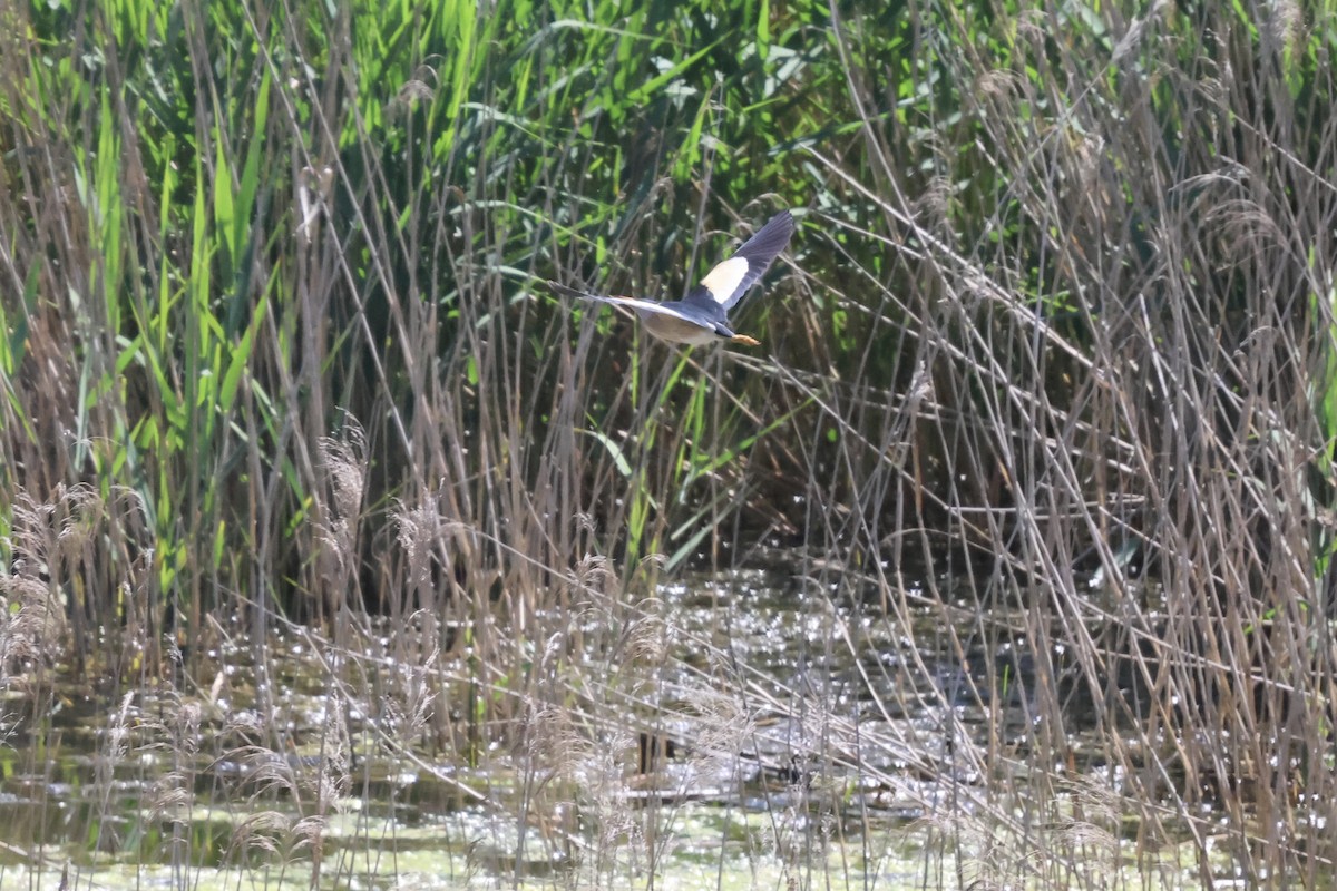 Little Bittern - ML619337988