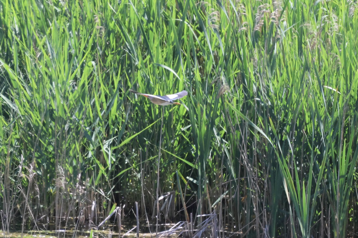 Little Bittern - ML619337990