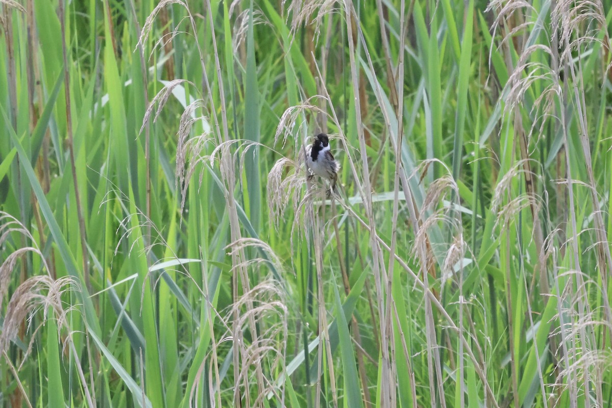 Reed Bunting - ML619337995