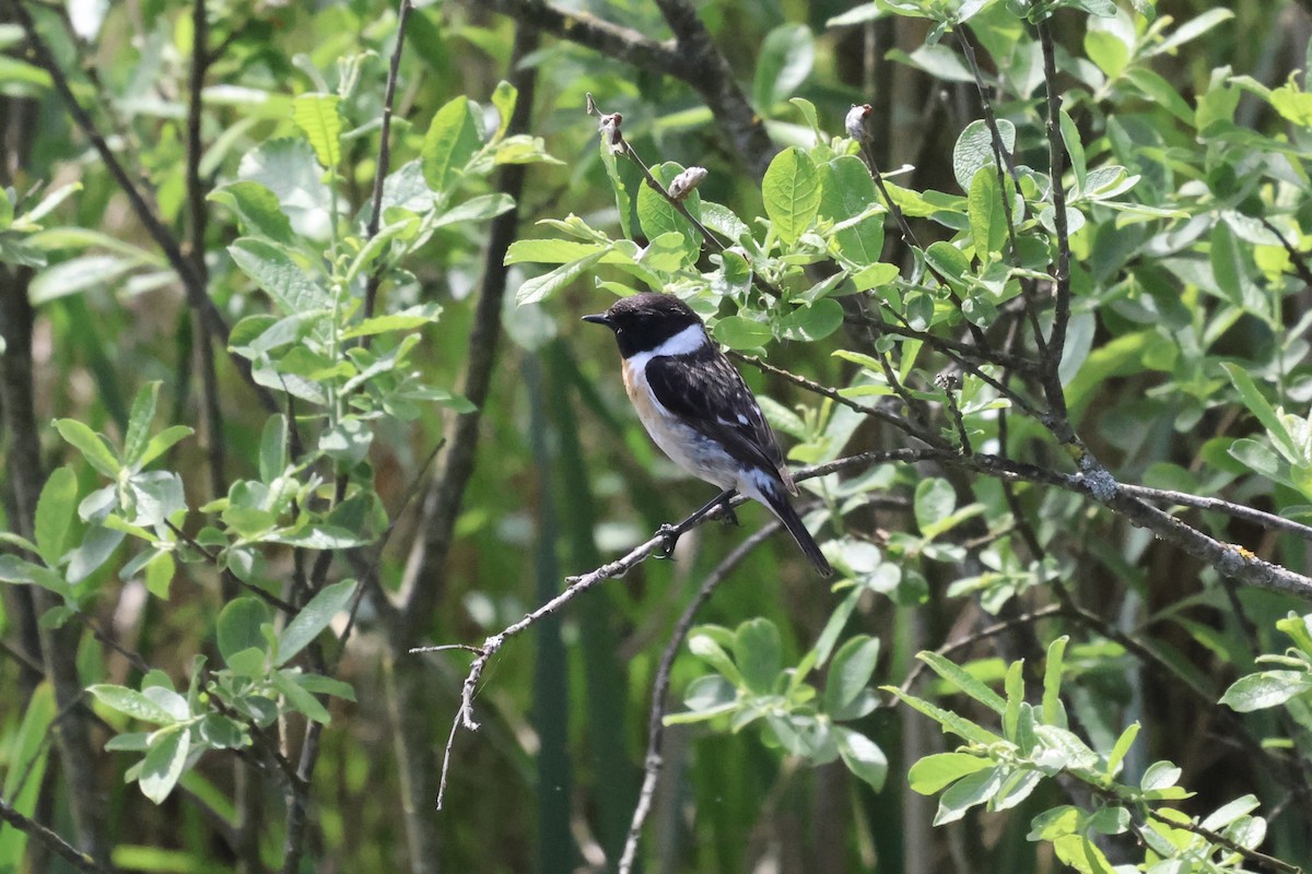 European Stonechat - ML619337996
