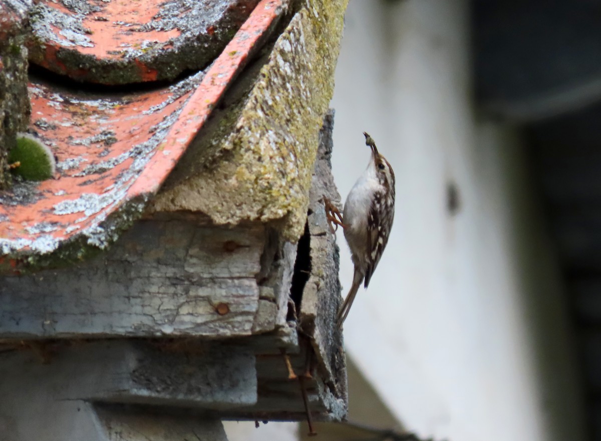 Short-toed Treecreeper - Francisco Javier Calvo lesmes