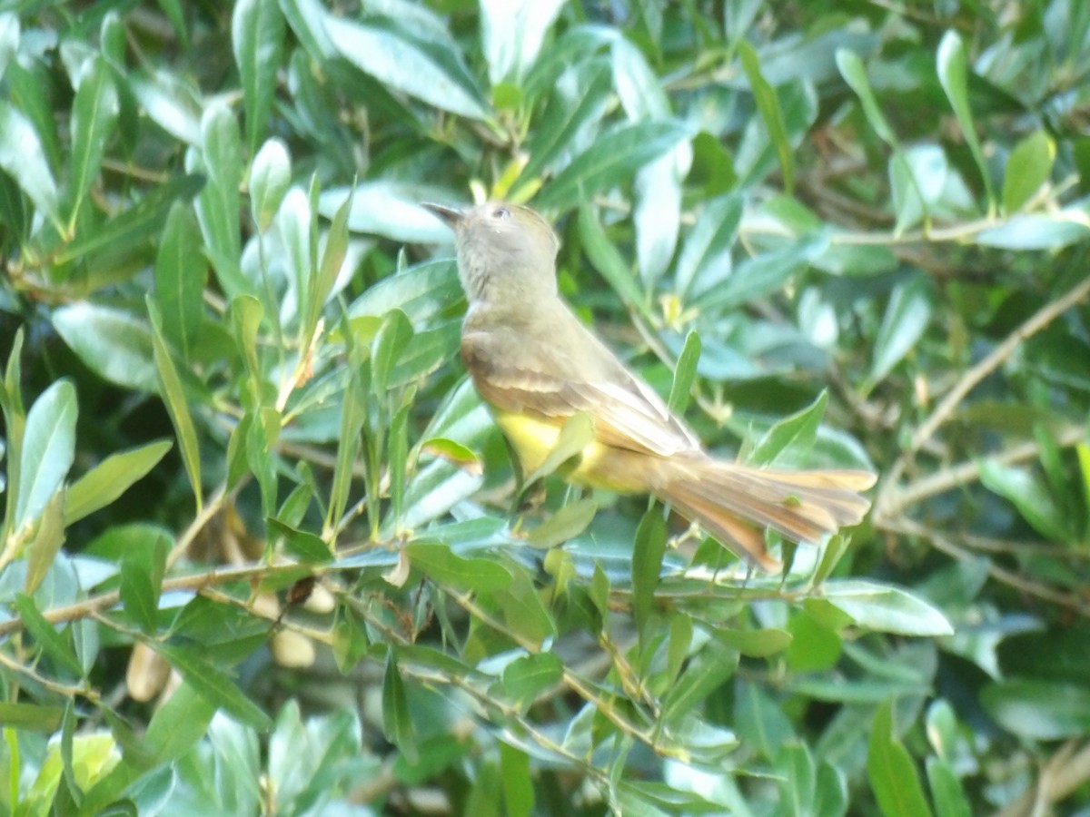 Great Crested Flycatcher - Jerhemy Lonzo