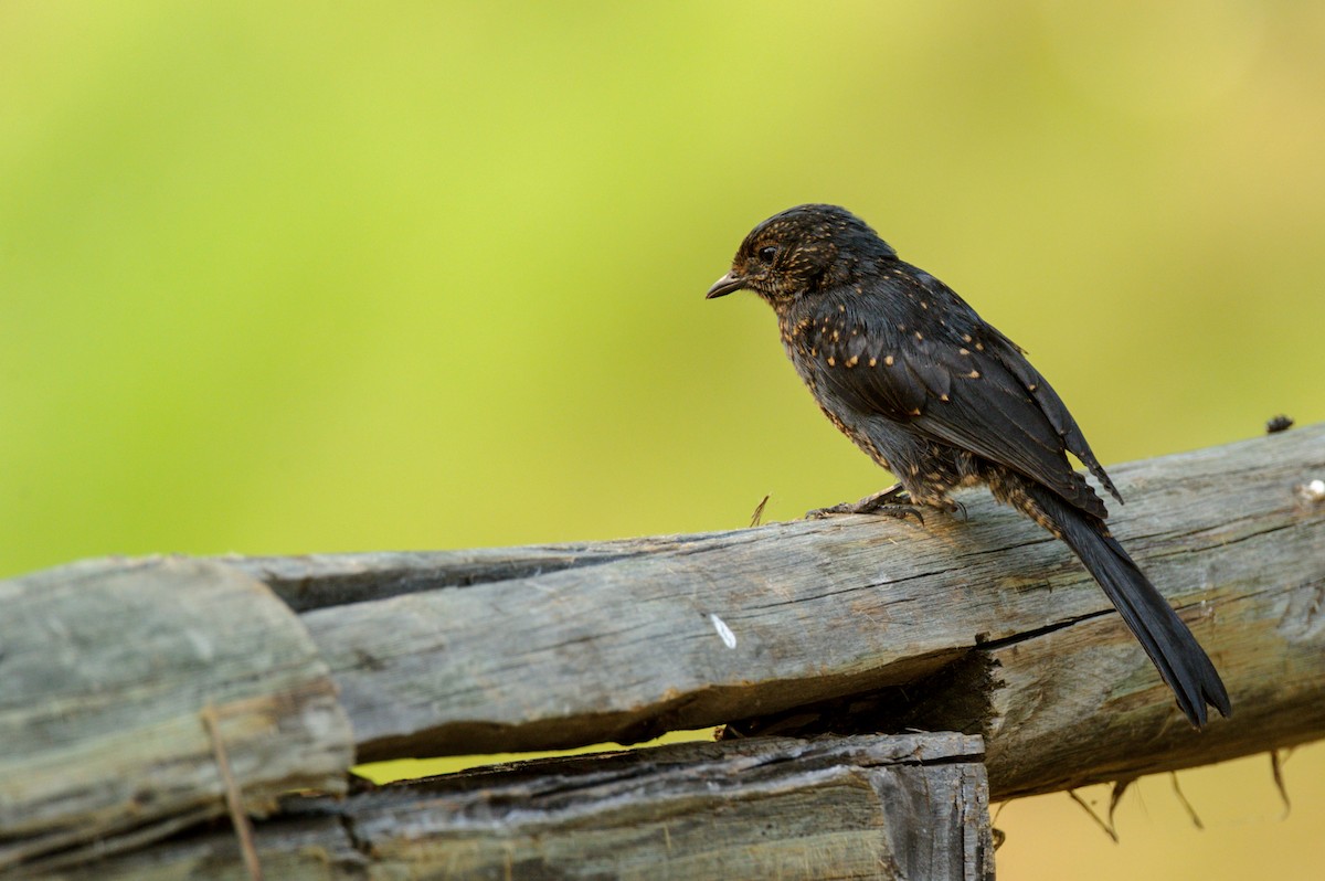 Northern Black-Flycatcher - Prashant Tewari