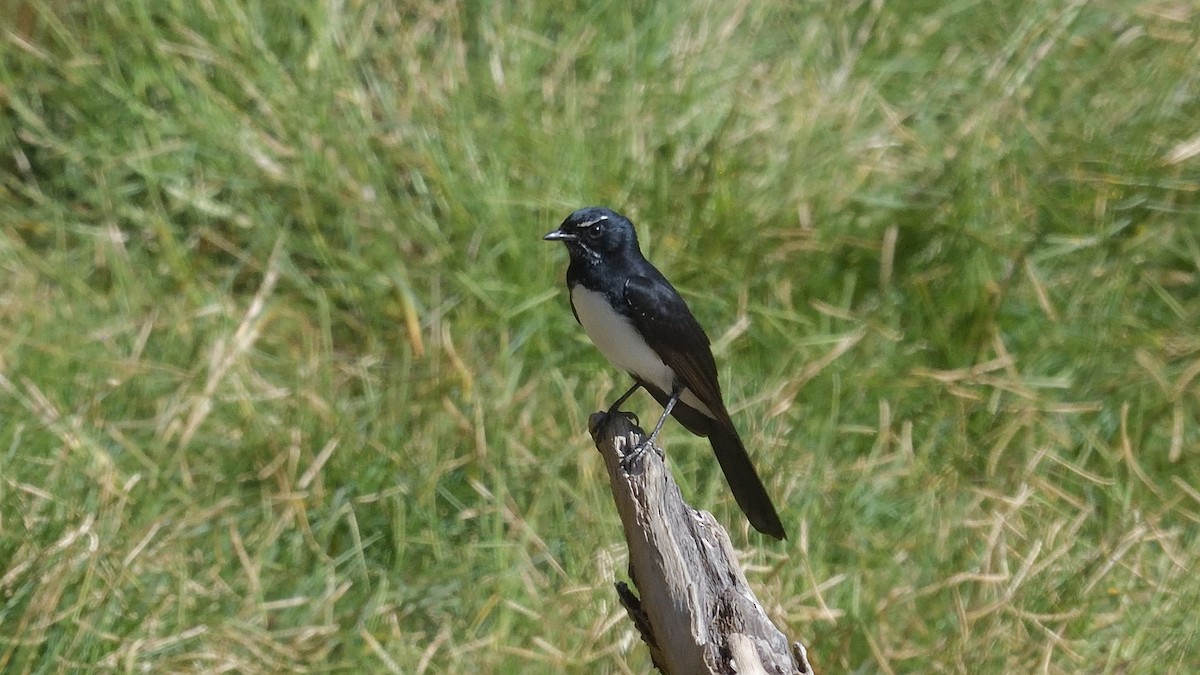 Willie-wagtail - Elaine Rose