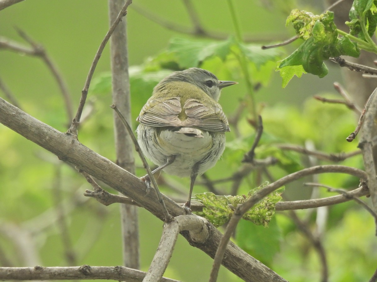 Tennessee Warbler - Normand Ethier