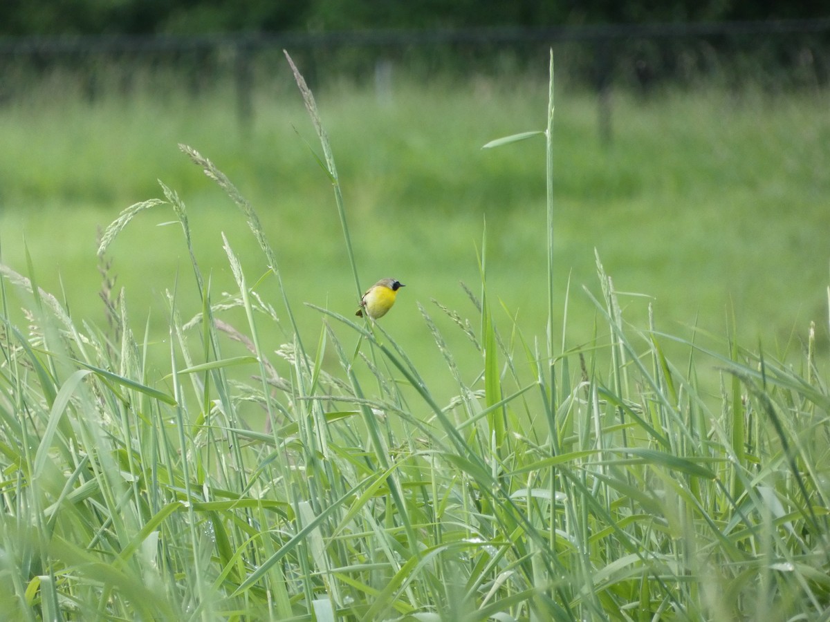 Common Yellowthroat - Edward  Leonard