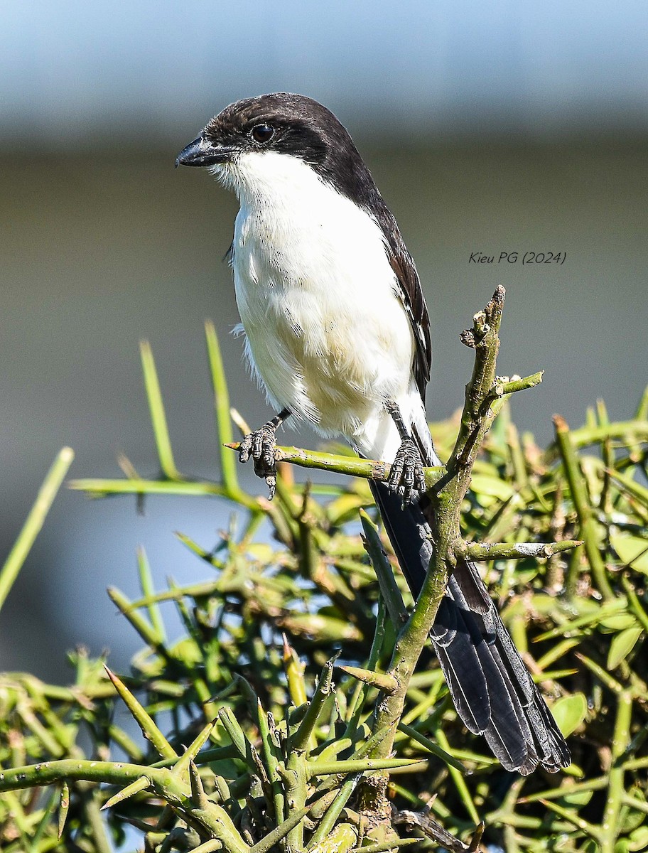 Long-tailed Fiscal - Chris Kieu