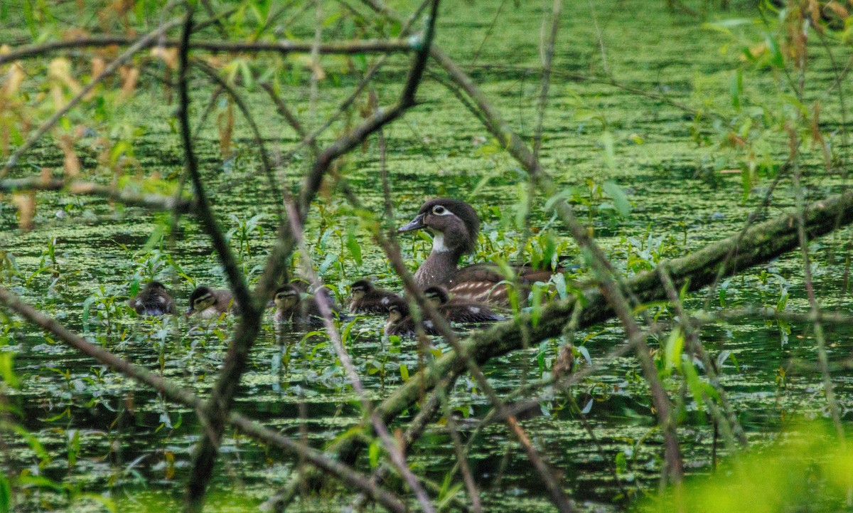 Wood Duck - Russell Lamb