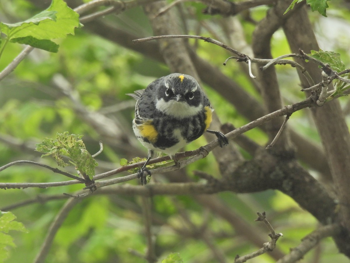 Yellow-rumped Warbler - Normand Ethier