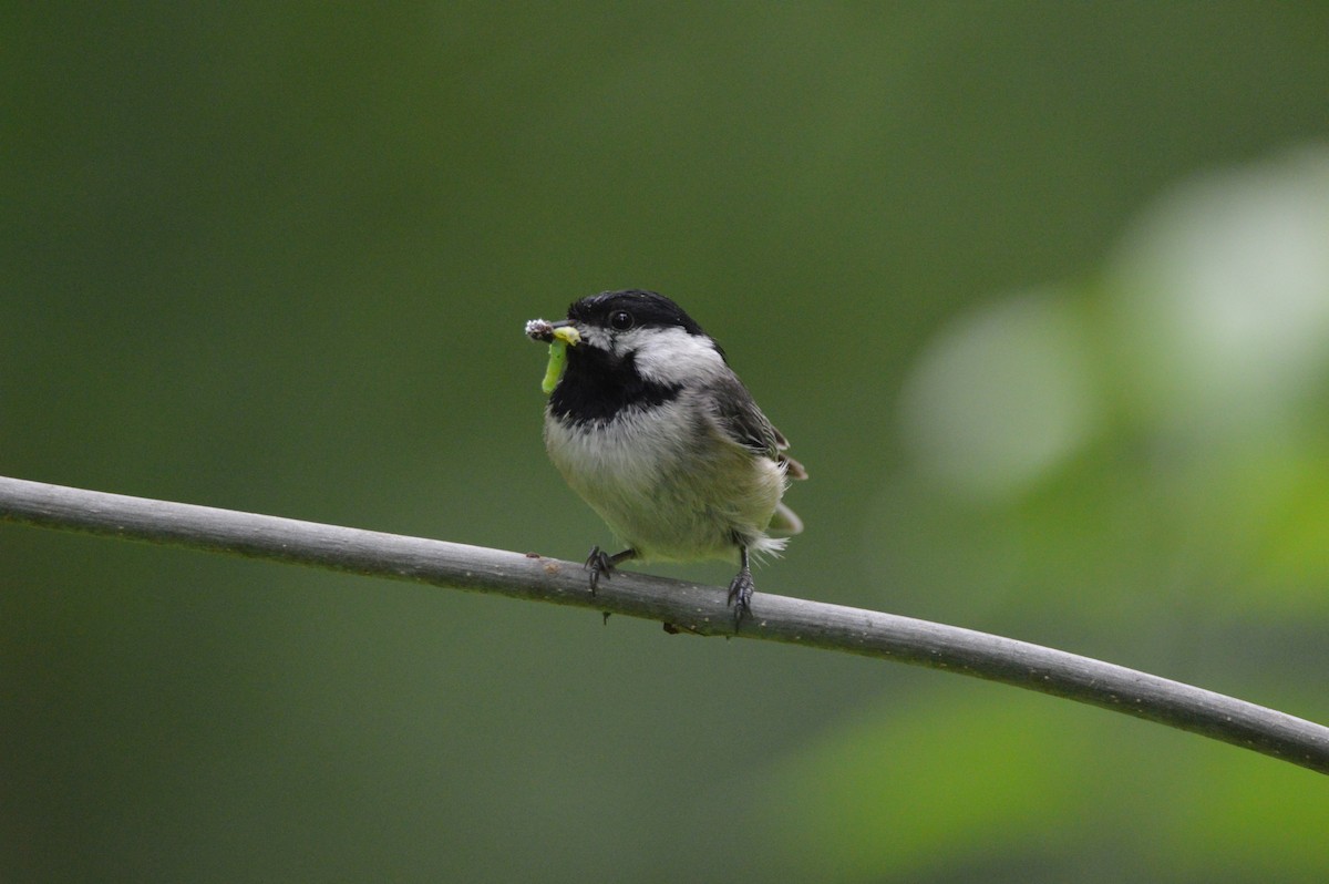 Carolina Chickadee - ML619338074