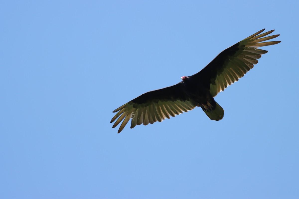 Turkey Vulture - William Going