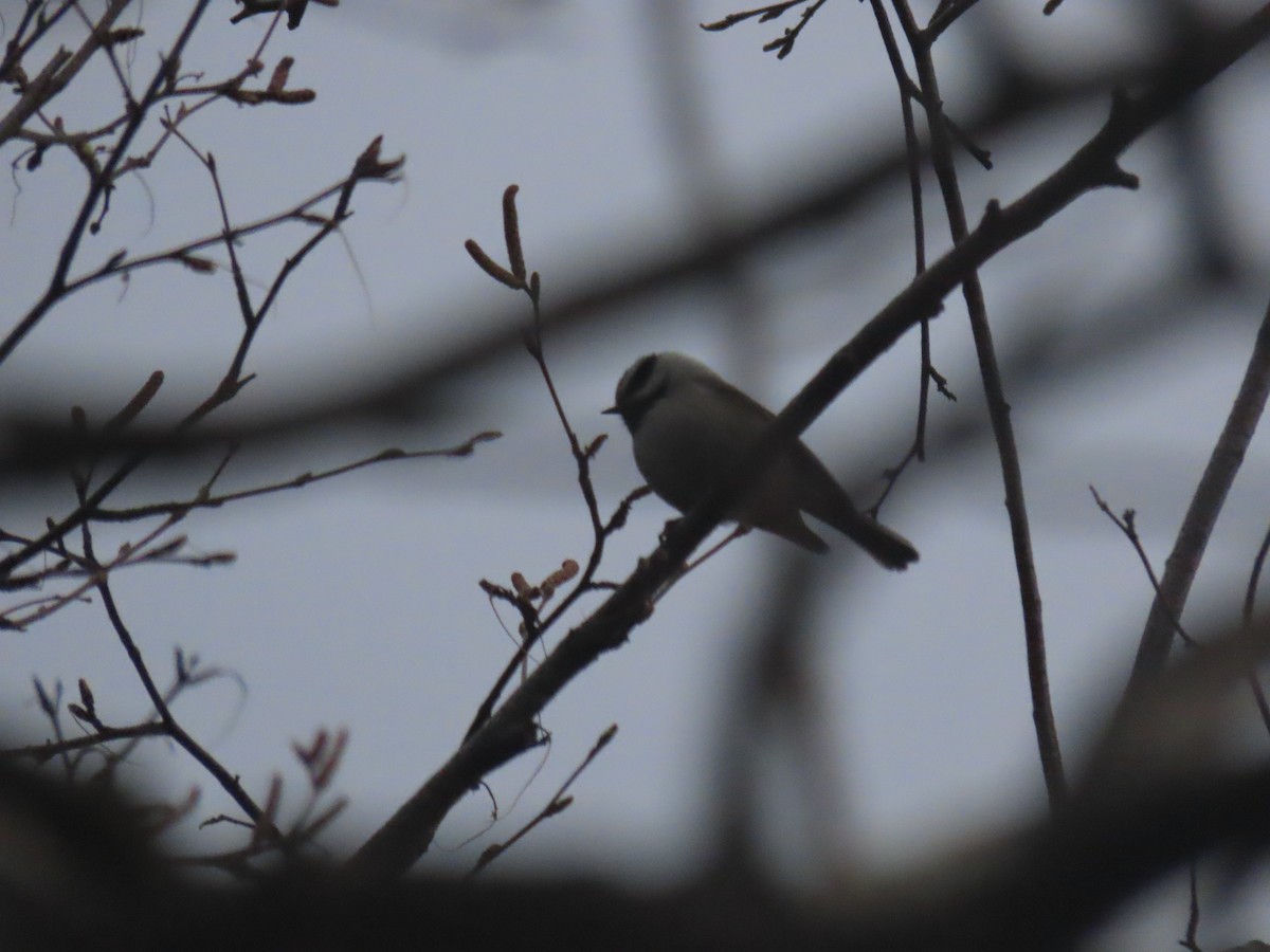 Mountain Chickadee - Erik Van Den Kieboom