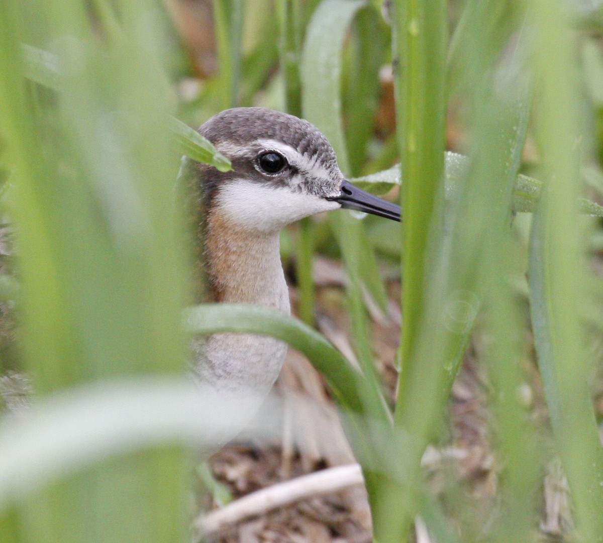 Wilson's Phalarope - Bruce M. Di Labio