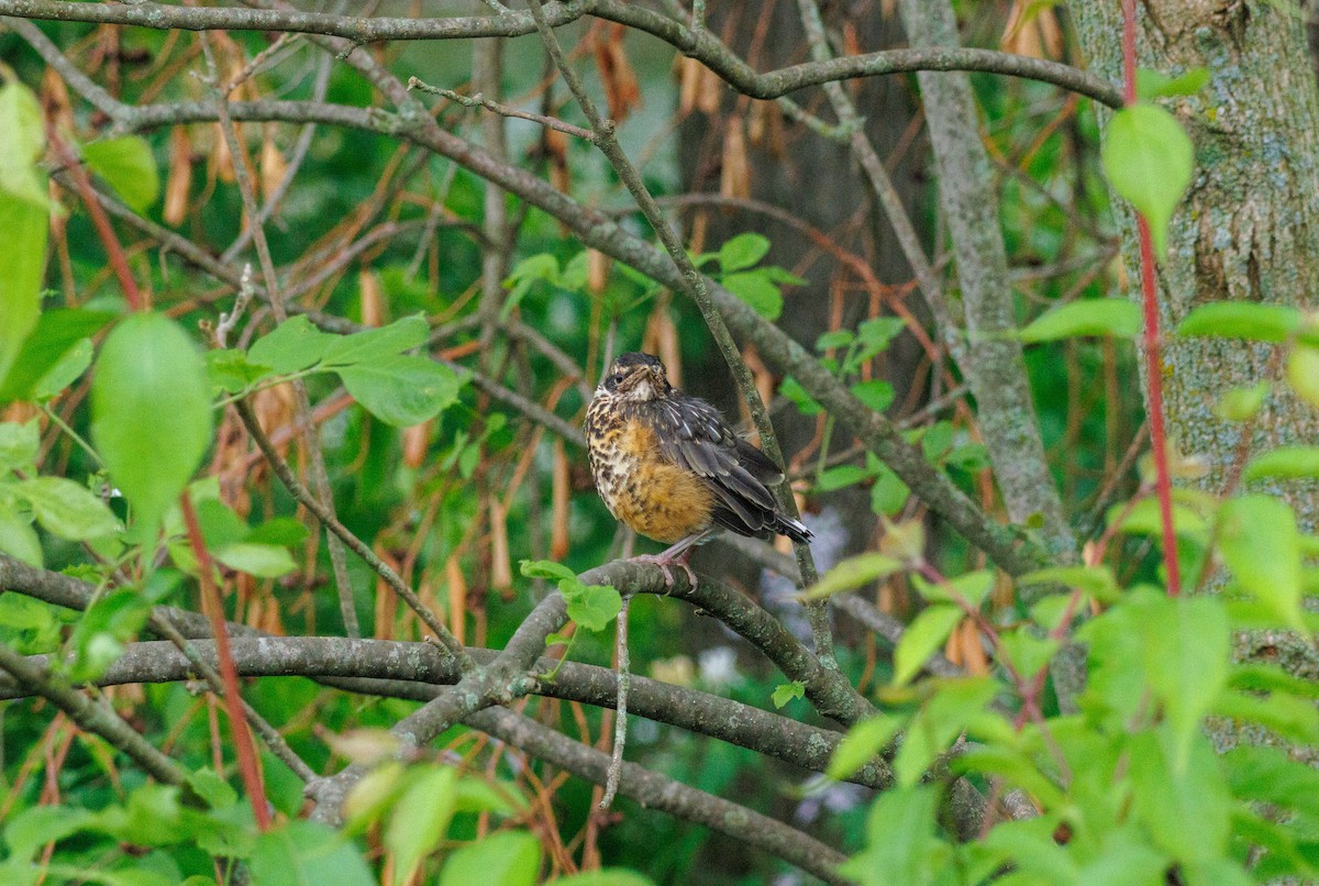 American Robin - ML619338130