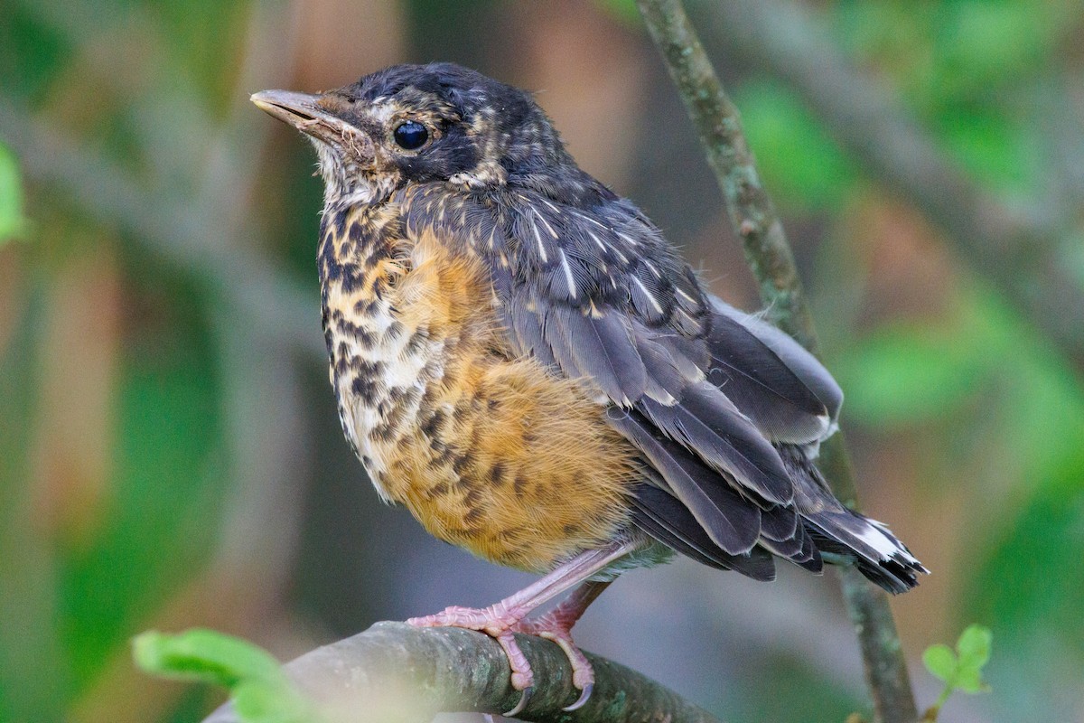 American Robin - ML619338136