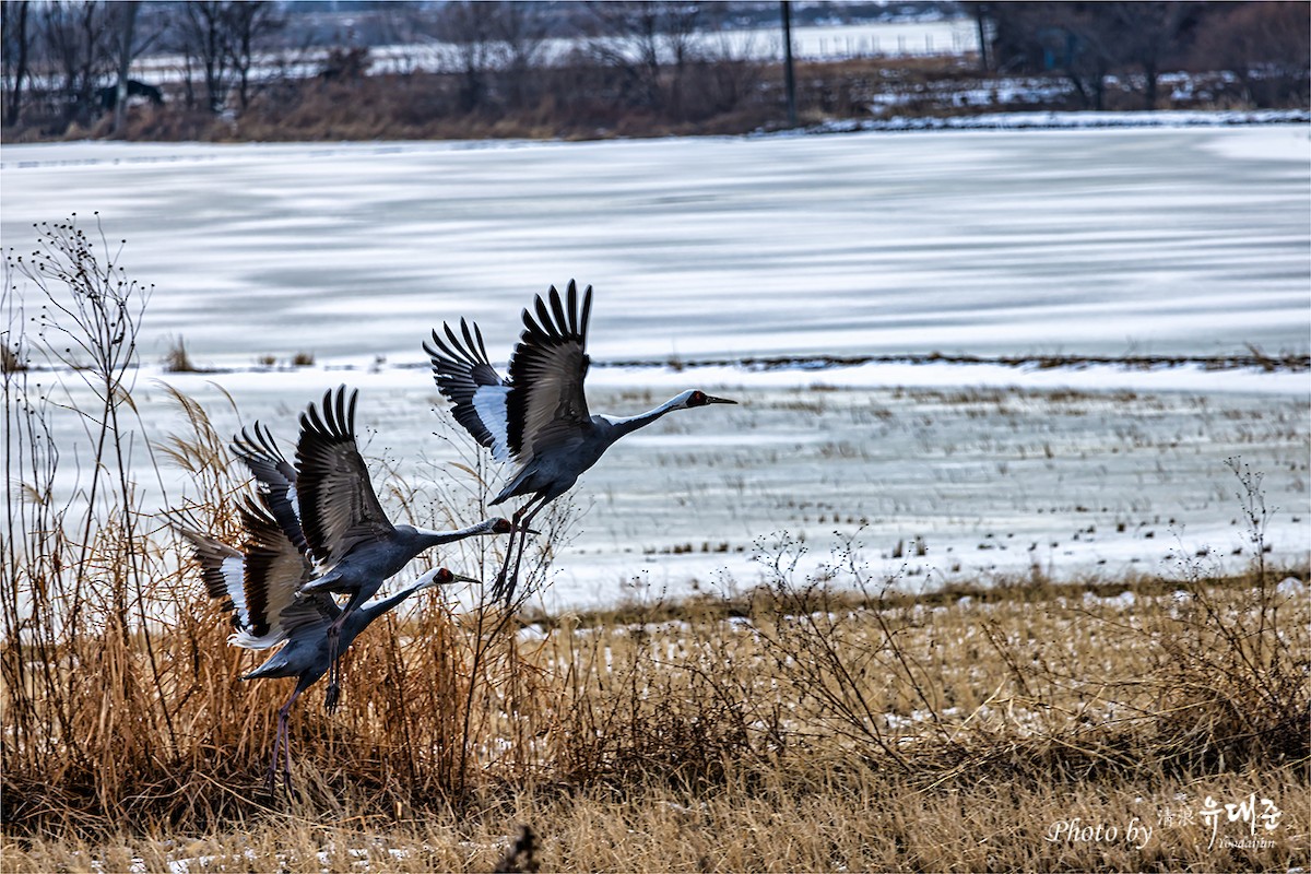 White-naped Crane - ML619338161