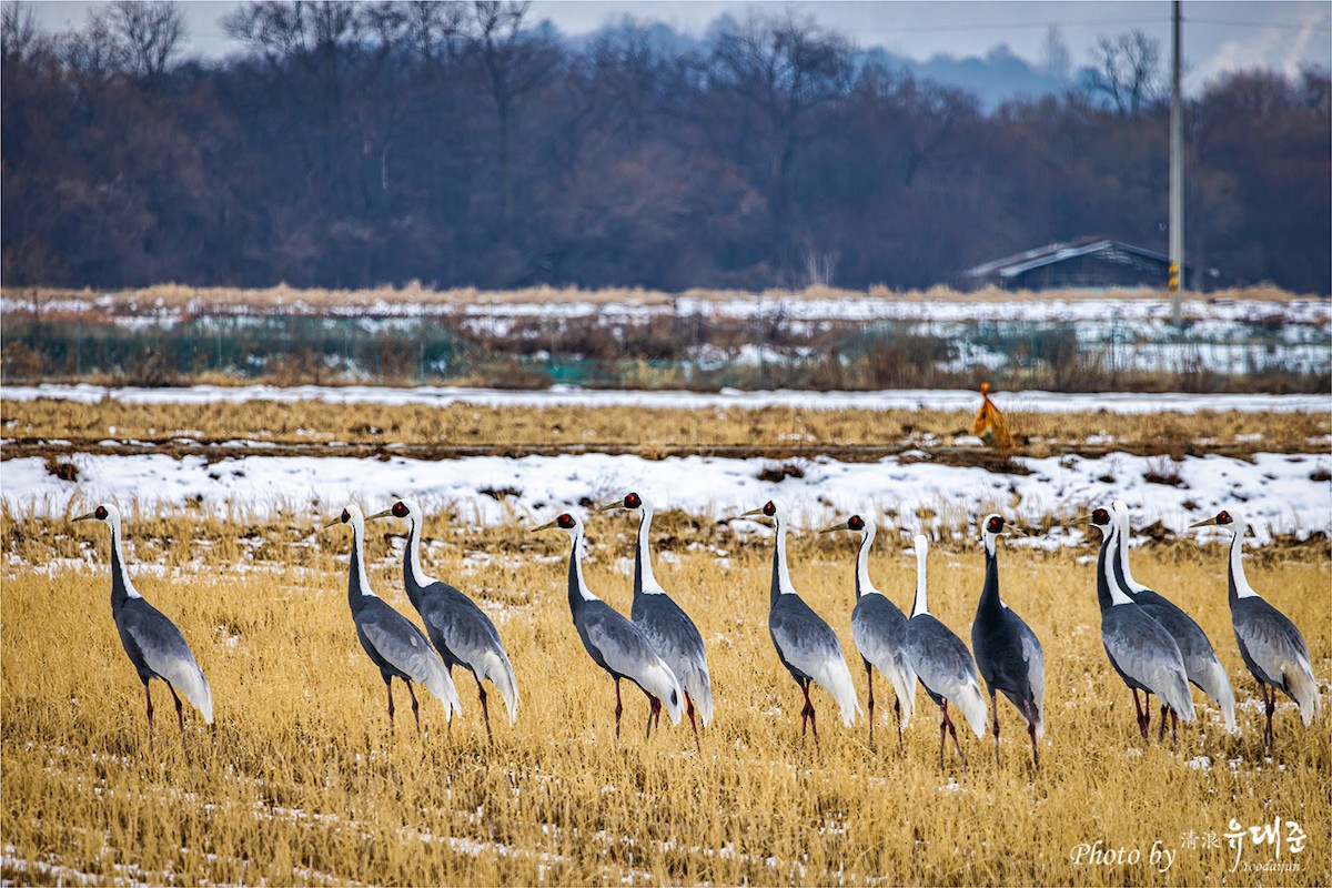 White-naped Crane - ML619338162