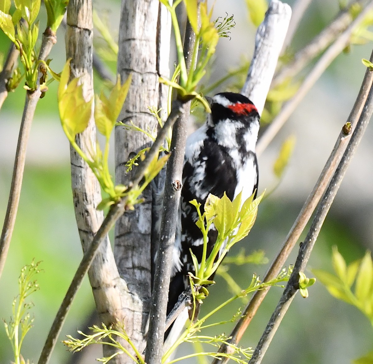 Downy Woodpecker - ML619338173