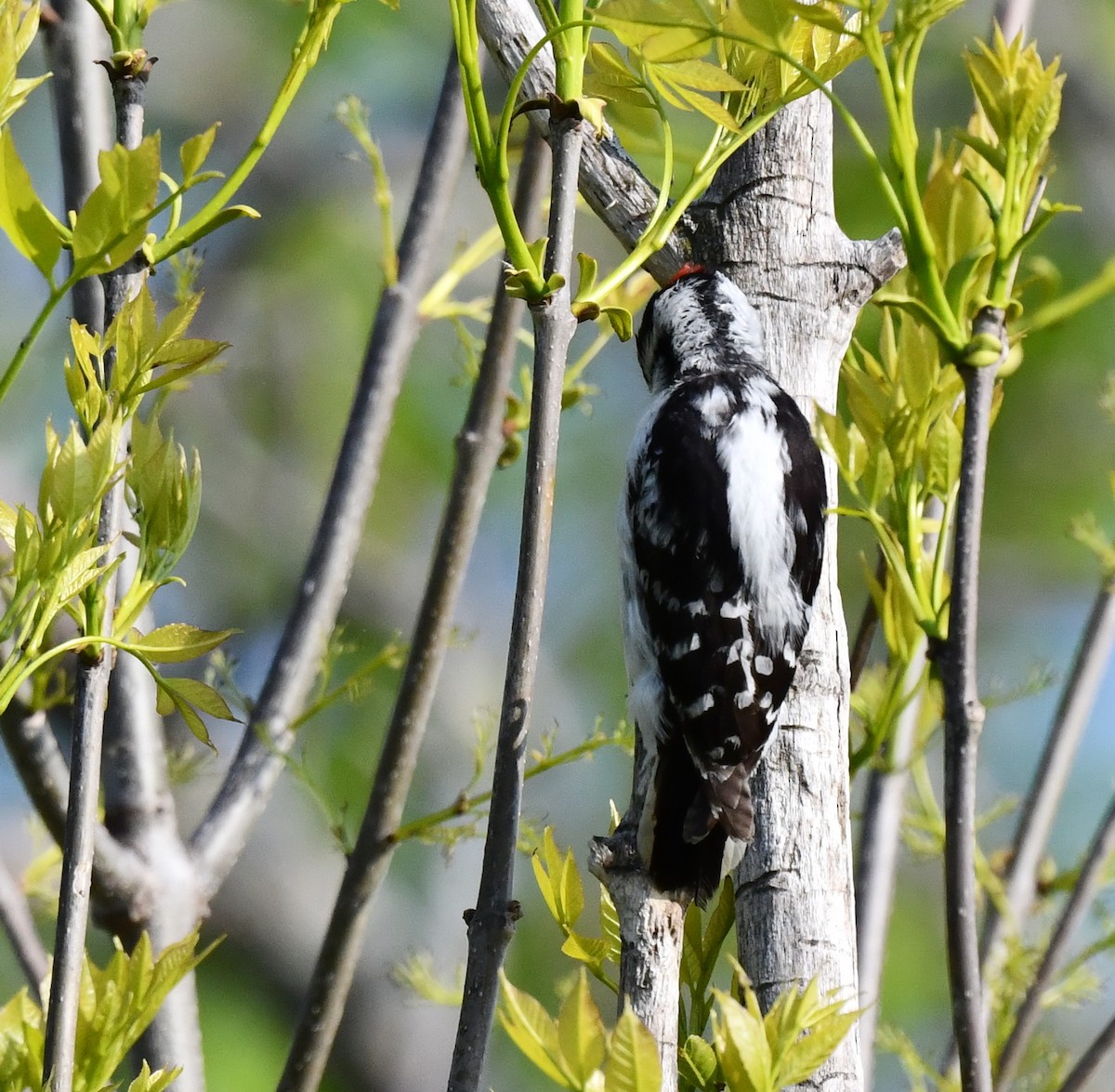 Downy Woodpecker - ML619338175