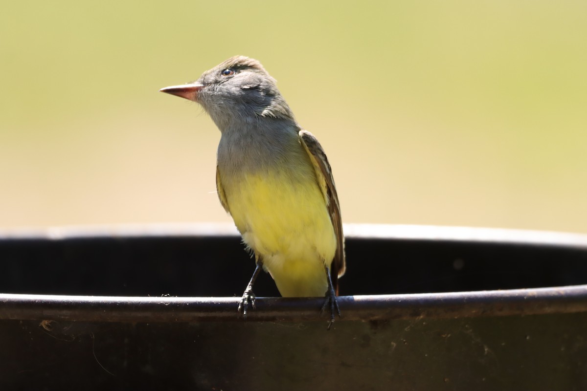 Great Crested Flycatcher - William Going