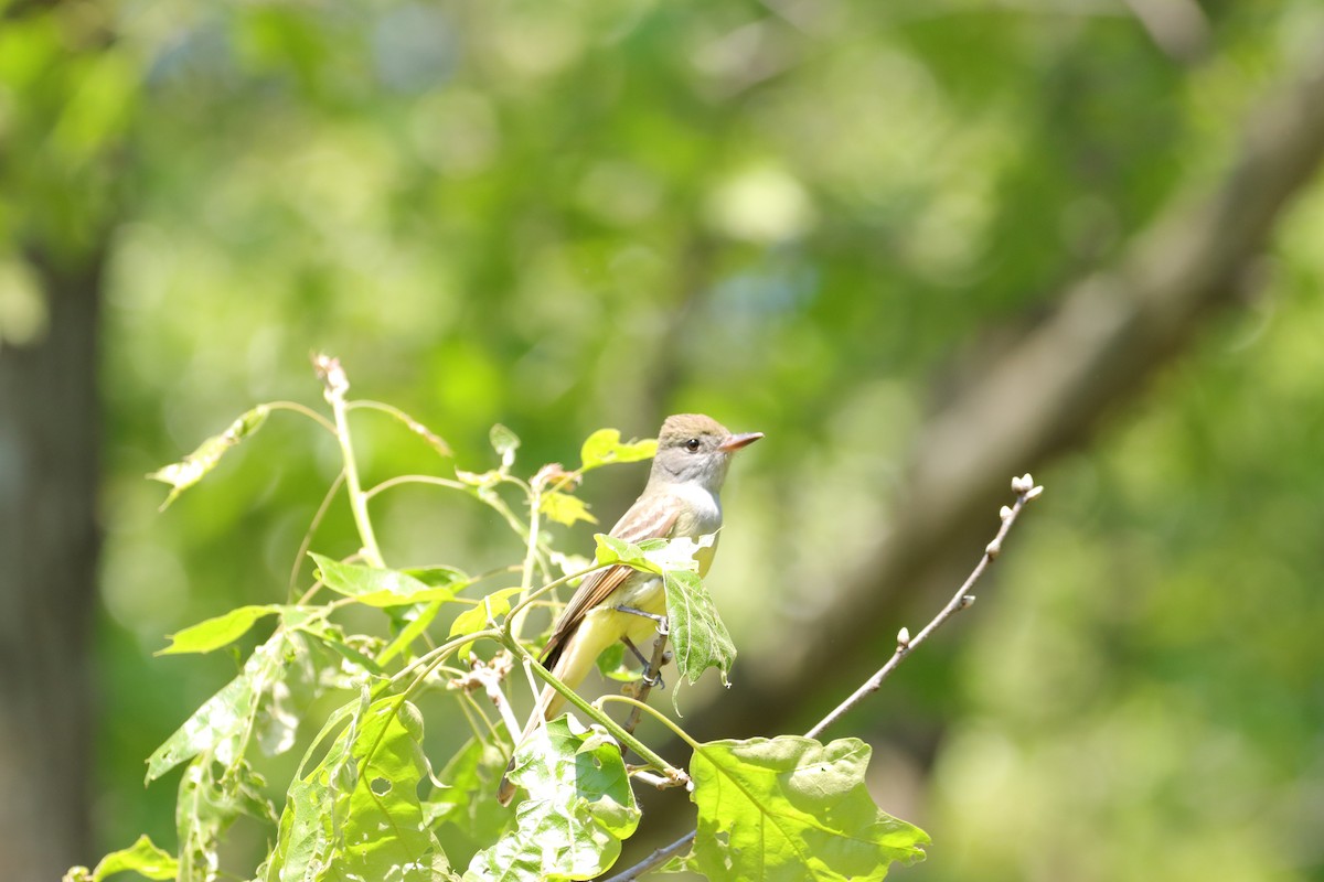 Great Crested Flycatcher - William Going