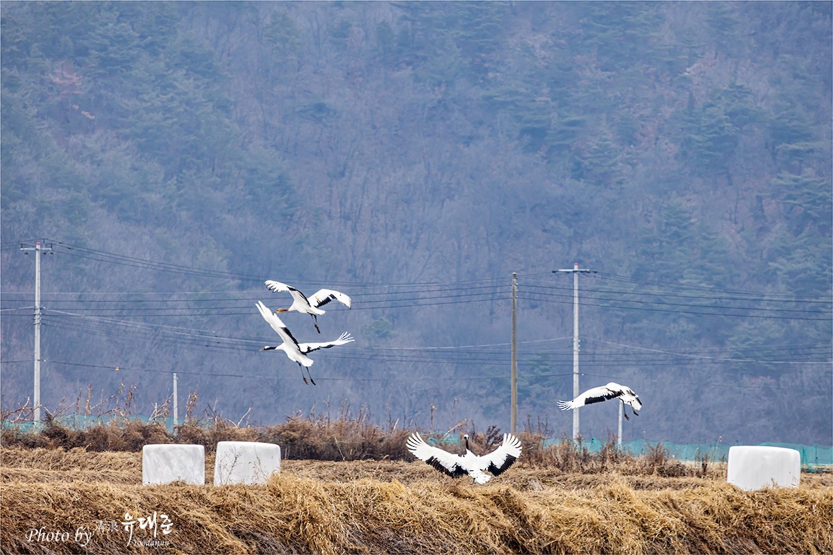 Red-crowned Crane - 대준 유