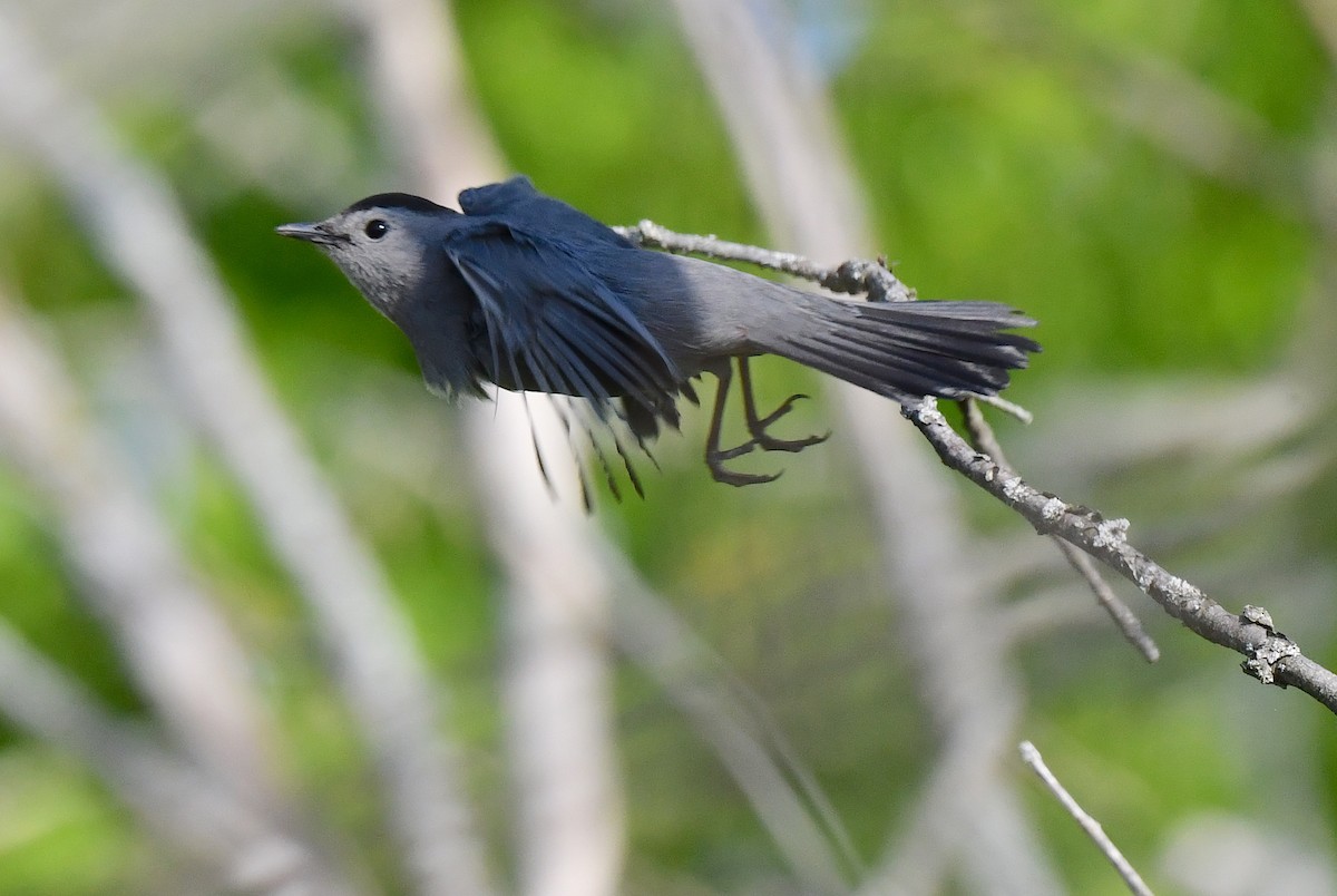 Gray Catbird - Kristen Cart