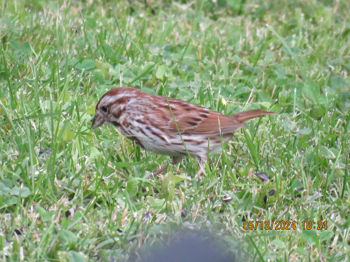 Song Sparrow - jack paul