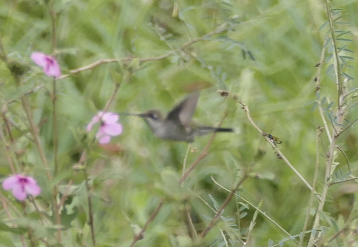 kolibřík cerradový - ML619338215