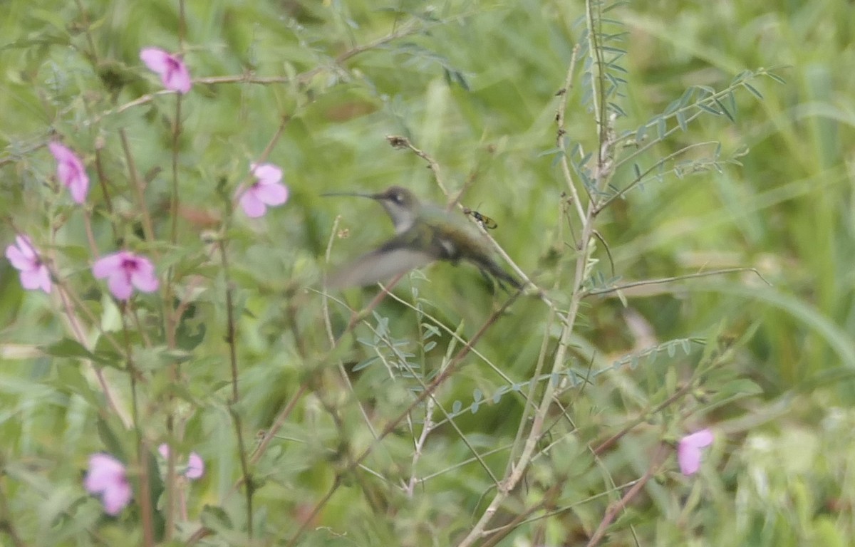 kolibřík cerradový - ML619338216