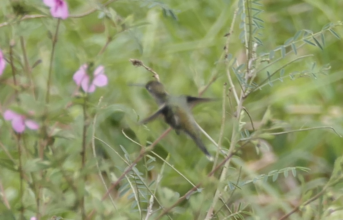 kolibřík cerradový - ML619338217