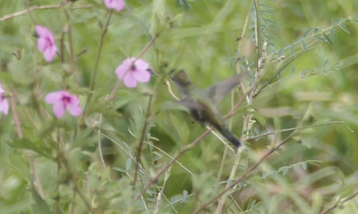 kolibřík cerradový - ML619338218