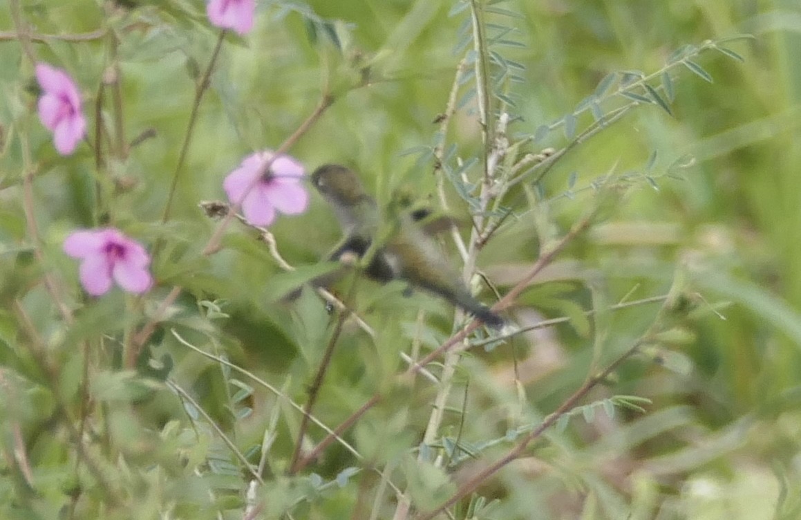 kolibřík cerradový - ML619338219