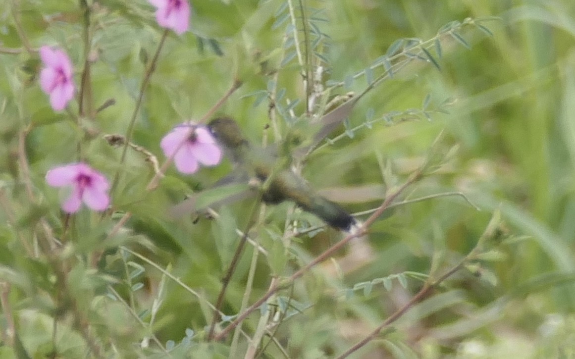 kolibřík cerradový - ML619338220