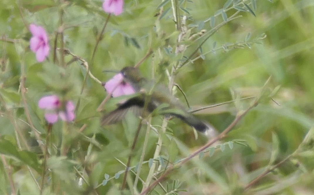 kolibřík cerradový - ML619338221