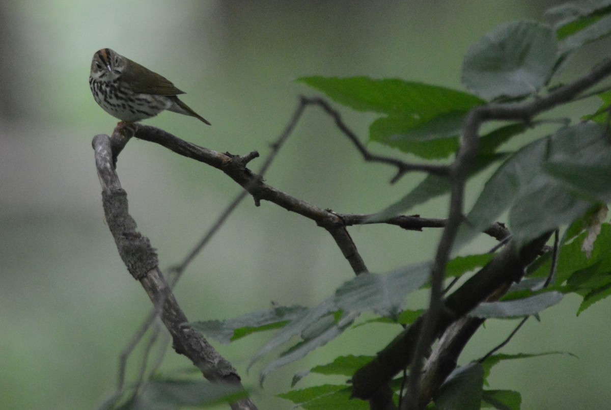 Ovenbird - Matthew Wibberley