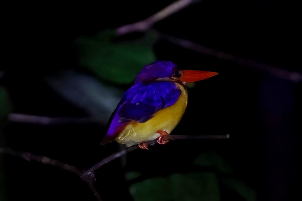 Rufous-backed Dwarf-Kingfisher - Leonardo Rassu