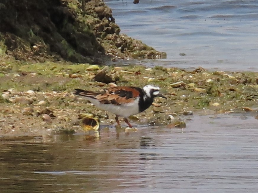 Ruddy Turnstone - Gokhan Goren