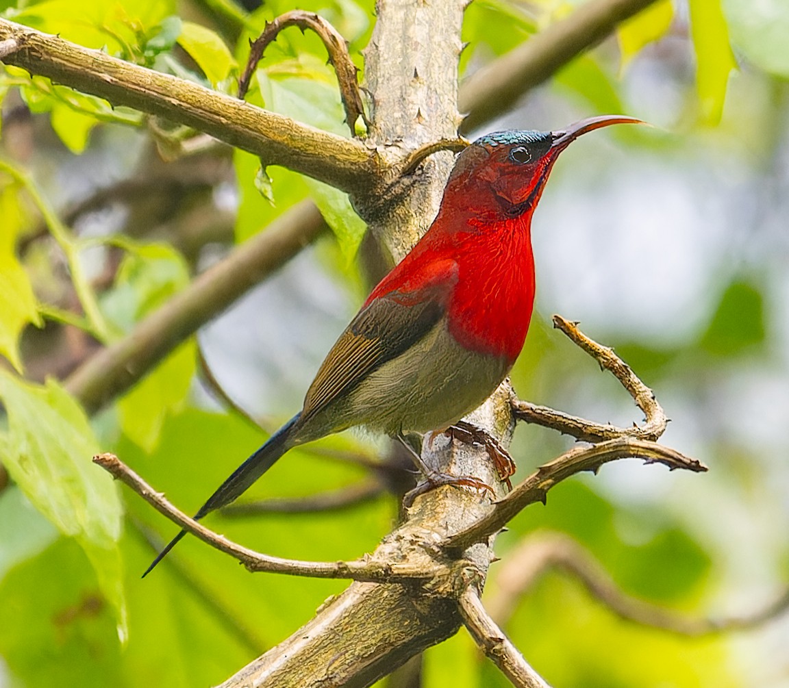 Crimson Sunbird - James Moore (Maryland)