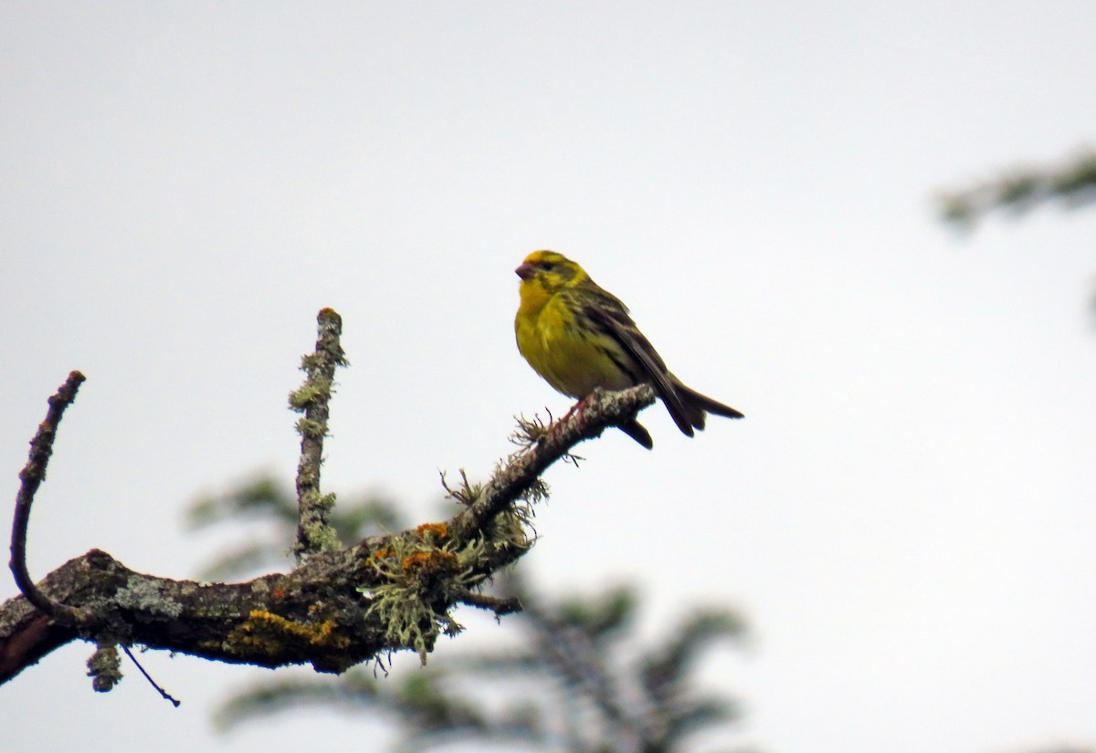 European Serin - ML619338254